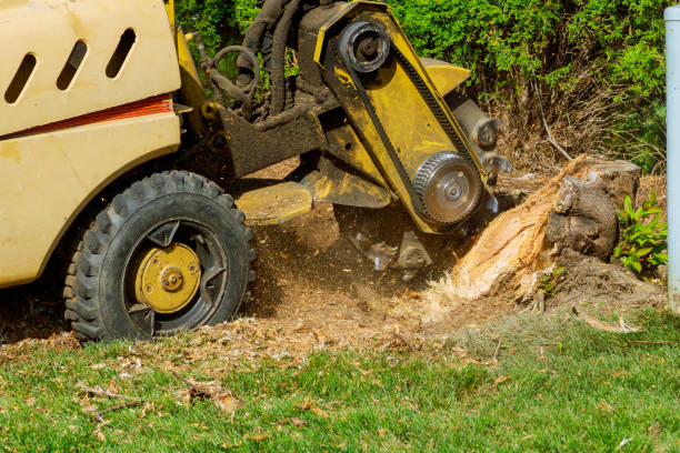 Best Fruit Tree Pruning  in Troy, MO