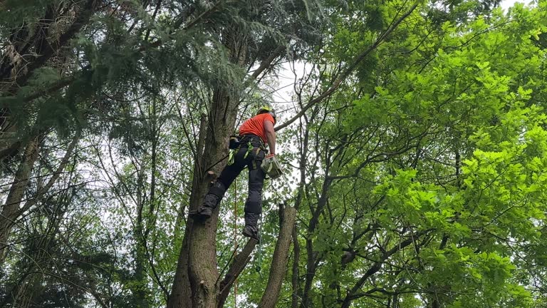 Best Tree Trimming and Pruning  in Troy, MO