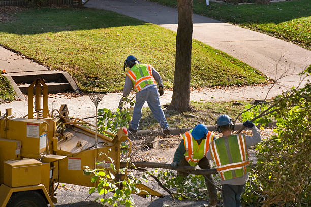 Best Seasonal Cleanup (Spring/Fall)  in Troy, MO